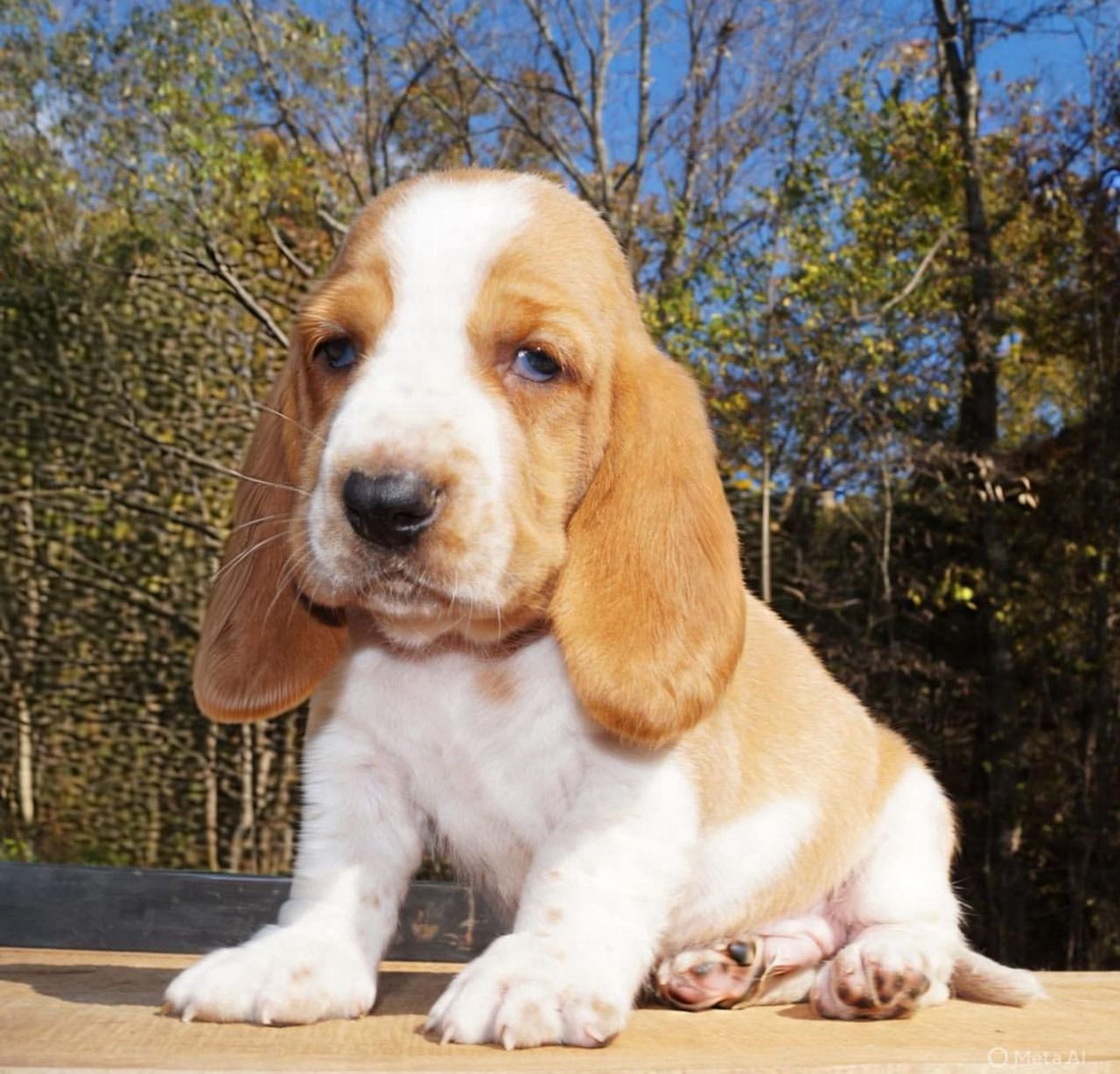 Max — 10-Week-Old Male Puppy