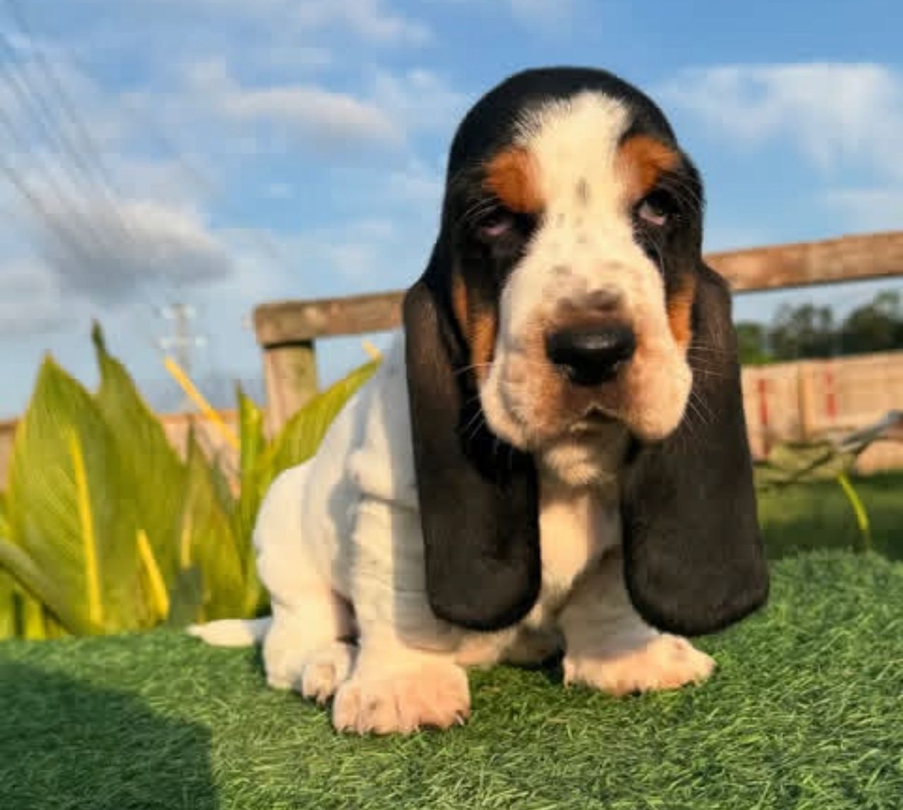 Charlie — 10-Week-Old Male Puppy